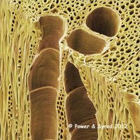 Vascular tissue adaptation