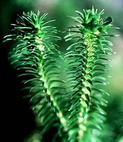 Ferns