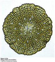 Green plants with chloroplasts