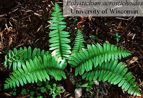 Seed-free vascular plants