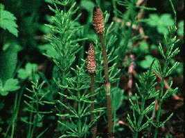Horsetails