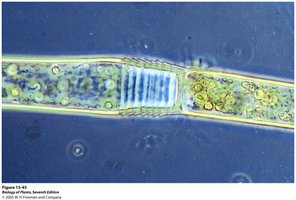 Green algae examples