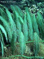 Green algae cell structure