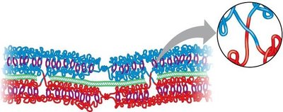 Synaptonemal complex during synapsis