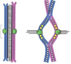 Late prophase I with kinetochores and spindle attachment