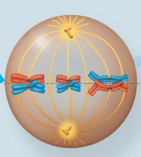 Metaphase I with homologous chromosomes aligned