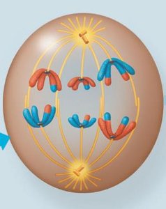 SGO-Rec8 complex at centromere