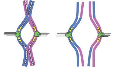 Separase enzyme action during anaphase I