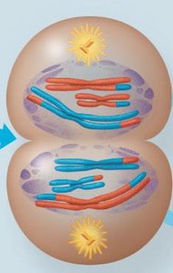 Telophase I and cytokinesis