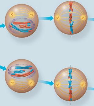 Stages of meiosis II