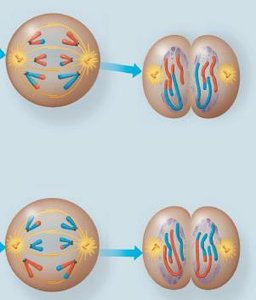 Summary table comparing mitosis and meiosis