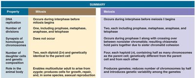 Three unique events of meiosis