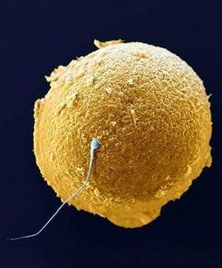 Sperm and egg cell, representing gametes