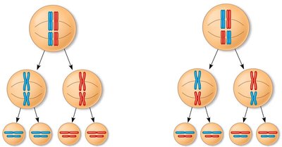 Independent assortment of chromosomes during metaphase I