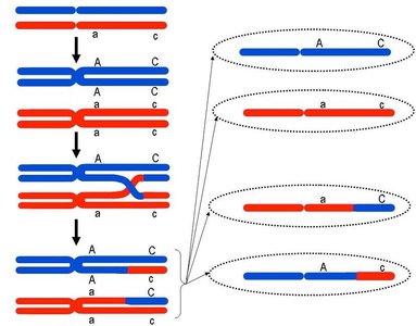 Crossing over generates recombinant chromosomes