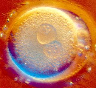 Zygote with genetic variation