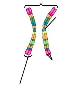 Diagram of a homologous pair of chromosomes with centromere and sister chromatids labeled