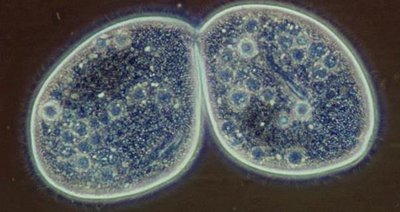 Binary fission in paramecium, an example of asexual reproduction
