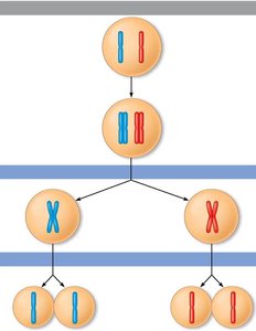 Overview diagram of meiosis showing reduction division