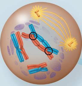 Prophase I showing chiasmata and homologous chromosome pairing