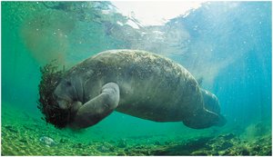 Manatee as an herbivore