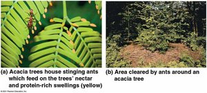 Acacia tree and ant mutualism