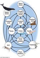 Marine food web
