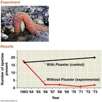 Keystone species experiment with Pisaster