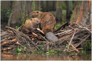 Beavers as ecosystem engineers