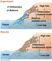 Fundamental and realized niche of barnacles
