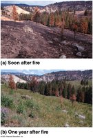 Lodgepole pine forest after fire