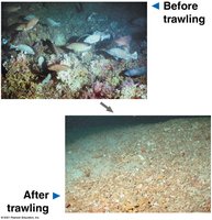 Marine community before and after trawling