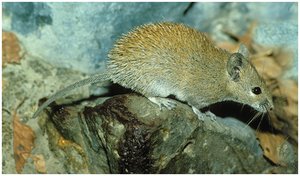 Spiny mouse example of temporal partitioning