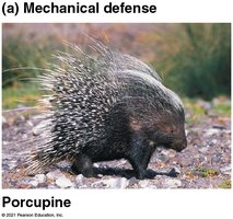 Porcupine mechanical defense