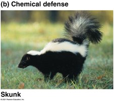 Skunk chemical defense