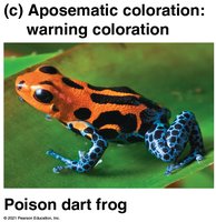 Poison dart frog aposematic coloration