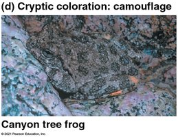 Canyon tree frog cryptic coloration