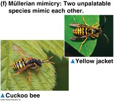 Müllerian mimicry: cuckoo bee and yellow jacket