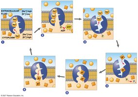 Cell Engulf General Biology Study Guide: Membrane Structure & Function | Notes