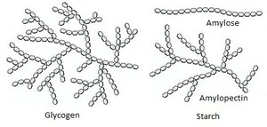 Glycogen and starch structure