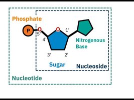 Nucleoside and nucleotide components
