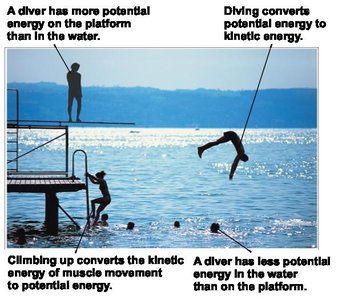Diver illustrating conversion between kinetic and potential energy