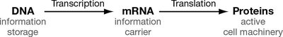 Central dogma: DNA to mRNA to protein
