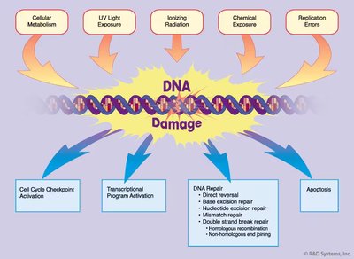 Types of point mutations
