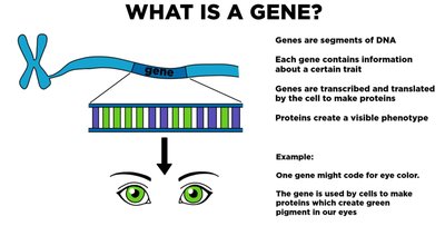 What is a gene? Diagram showing gene as a DNA segment coding for a trait, with example of eye color