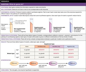 Experimental design and results supporting one-gene, one-enzyme hypothesis