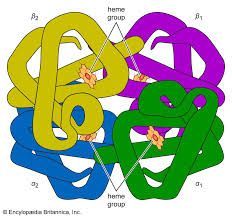 Structure of hemoglobin showing multiple polypeptide subunits