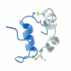 Structure of insulin polypeptide