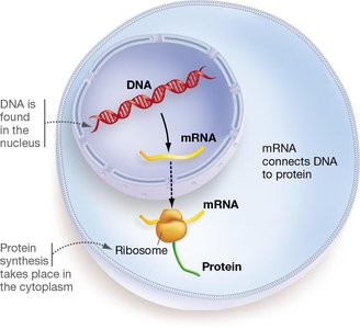Diagram showing DNA in nucleus, mRNA, and protein synthesis in cytoplasm