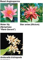 Plant Diversity Study Guide: General Biology Essentials | Notes